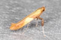 Caloptilia robustella
