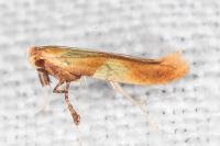 Caloptilia robustella