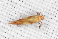 Caloptilia robustella