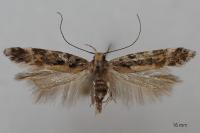 Aristotelia decoratella
