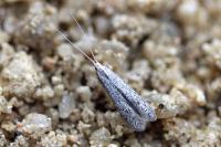 Coleophora hemerobiella