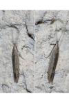 Coleophora adspersella