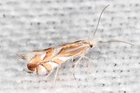 Phyllonorycter