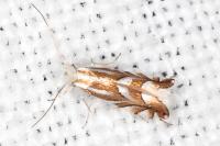 Phyllonorycter