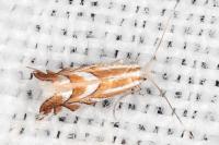 Phyllonorycter
