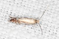 Phyllonorycter scitulella