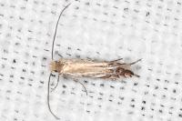 Phyllonorycter scitulella
