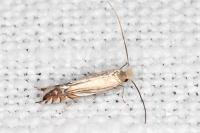 Phyllonorycter scitulella