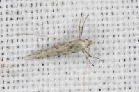 Povolnya leucapennella