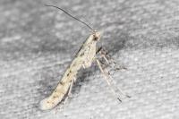 Povolnya leucapennella