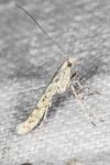 Povolnya leucapennella