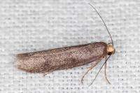 Agnoea langohri