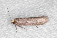 Agnoea langohri