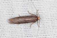 Agnoea langohri