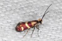Micropterix aglaella