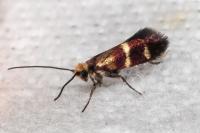Micropterix aglaella