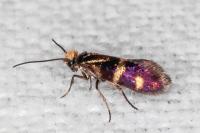 Micropterix aglaella