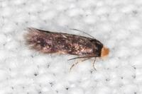 Stigmella suberivora