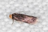 Stigmella suberivora