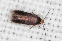 Stigmella suberivora