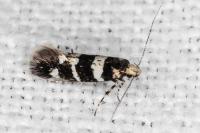 Denisia albimaculea