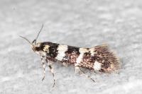 Denisia albimaculea