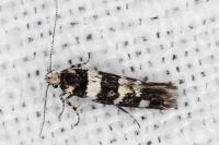 Denisia albimaculea
