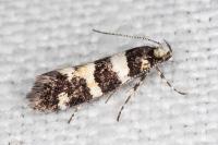 Denisia luctuosella