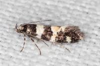 Denisia luctuosella