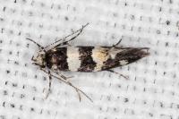 Denisia luctuosella