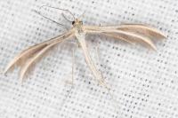 Merrifieldia leucodactyla
