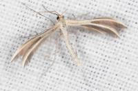 Merrifieldia leucodactyla