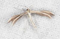 Merrifieldia leucodactyla