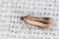 Coptotriche marginea