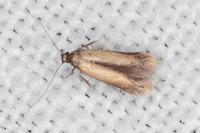 Coptotriche marginea