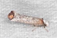 Pseudoswammerdamia combinella