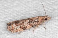 Acroclita subsequana