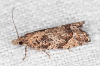 Acroclita subsequana