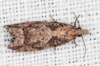 Acroclita subsequana
