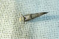 Paraswammerdamia