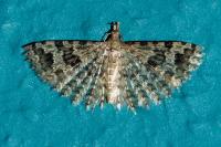 Alucita hexadactyla