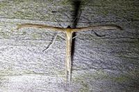 Emmelina monodactyla