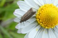 Coleophora lutarea