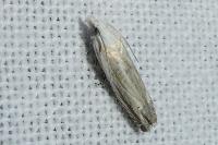Eucosma albidulana