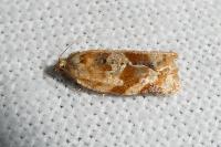 Argyrotaenia ljungiana