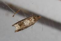 Ancylis achatana