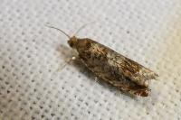Ancylis achatana