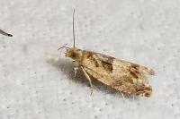 Crocidosema plebejana