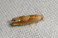 Eucosma conterminana