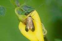 Adela reaumurella